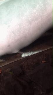 动物交,配时间表,最短0.3秒,最长的竟然是……