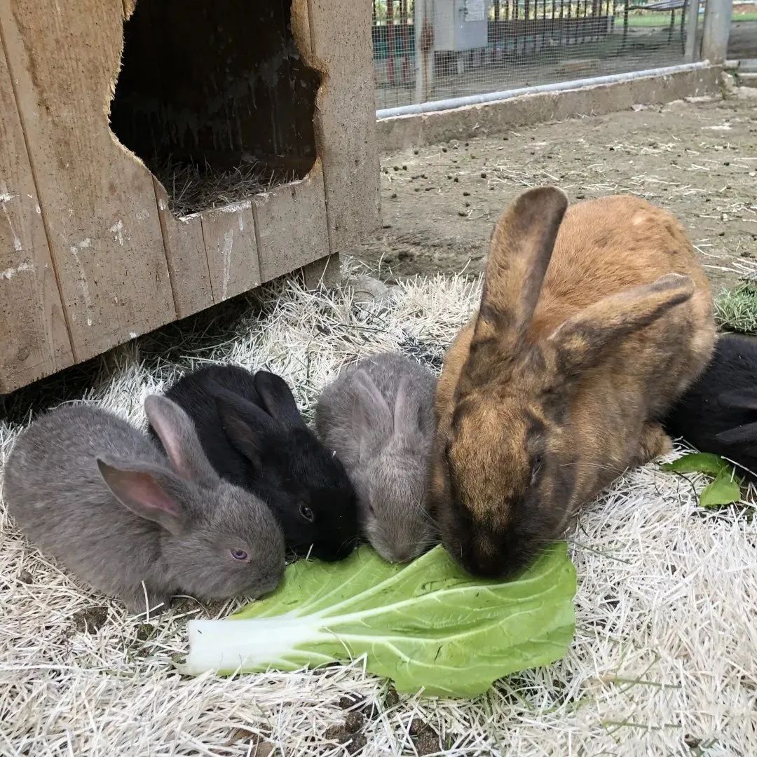 六一童真之旅,欢乐过六一儿童创意作品