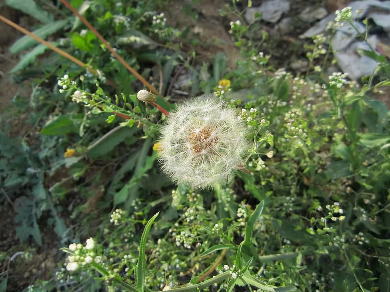 蒲公英散结茶能治疗乳腺增生,乳腺结节喝蒲公英真的能散结吗