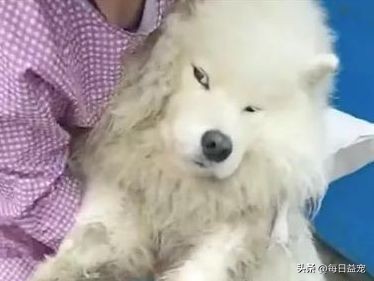 趁主人不在家，萨摩耶把酒桶咬烂，咕噜咕噜喝醉了