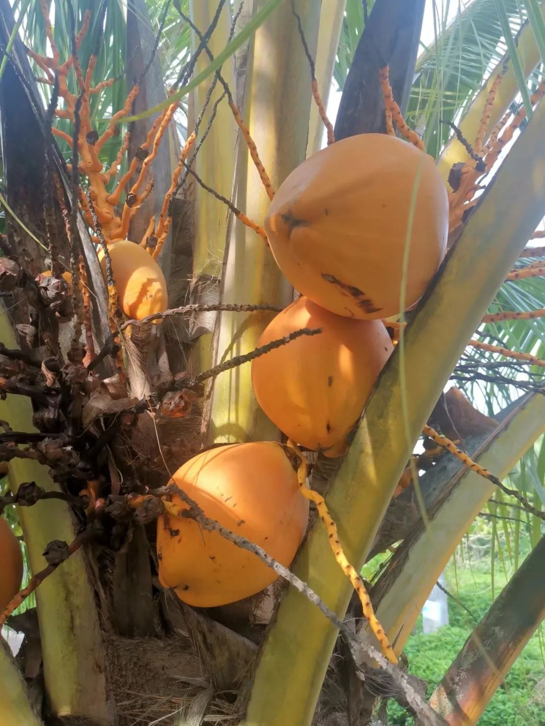 椰子的辛酸历史,关于椰子的一切