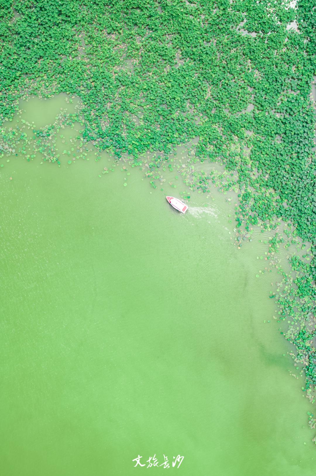 长沙赏秋去哪里,长沙第一波赏荷地图
