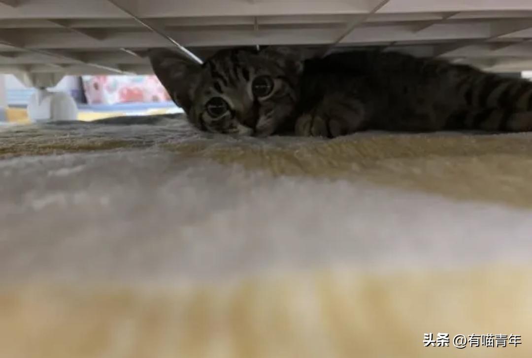 4个月的小奶猫爬上11楼求收养,破大防被拒绝