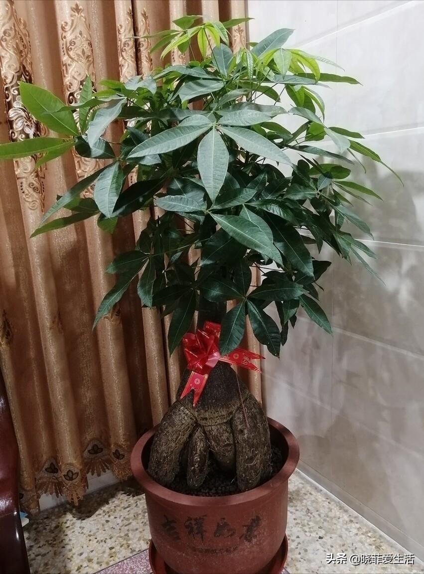 客厅象征发财的盆栽有哪些,客厅养什么绿植最旺财