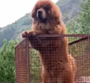 世界最大的狗要多少钱一只,世界上最大的狗狗排行榜第一名