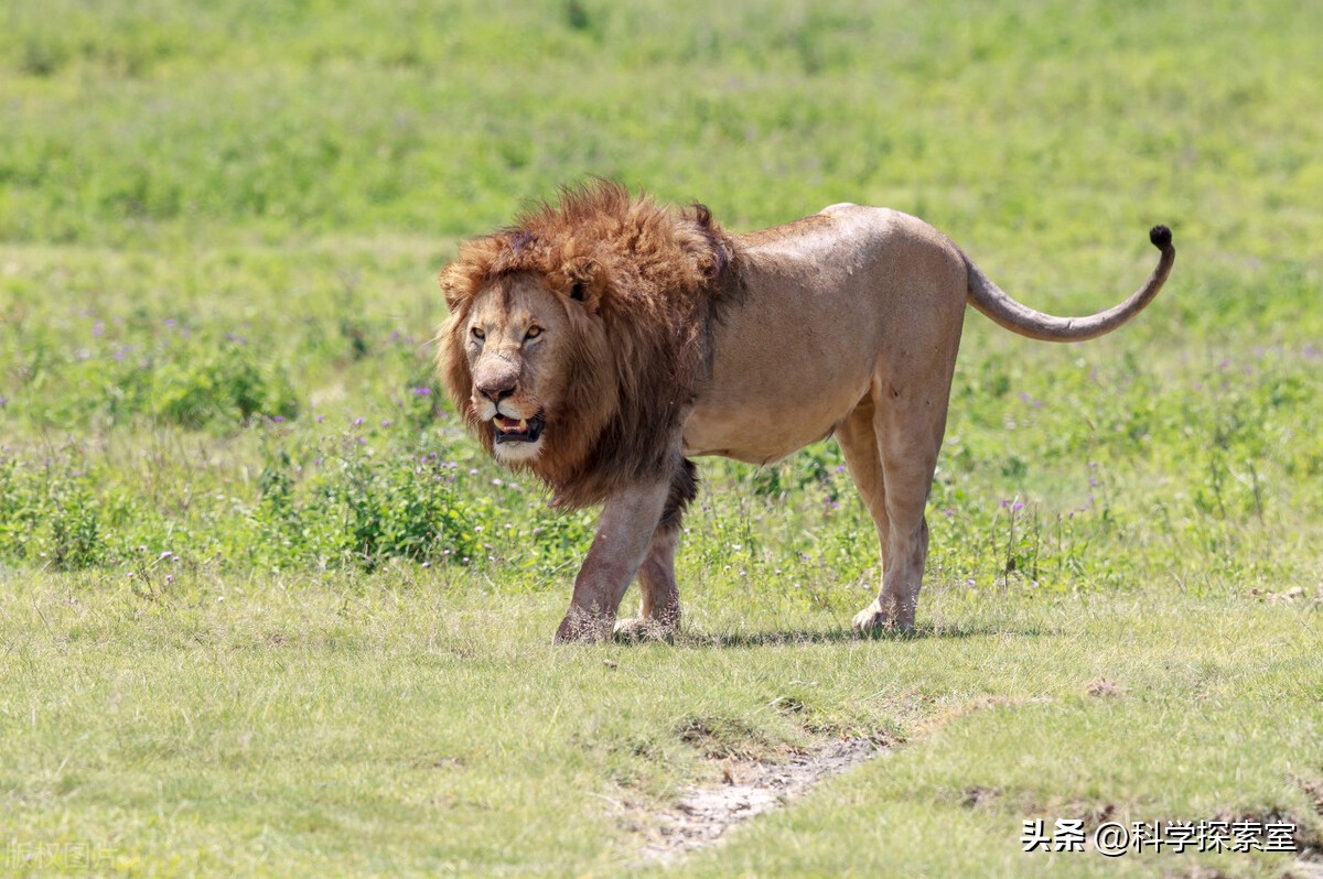 人类在草原遇见狮子,羚羊草原遇到狮子