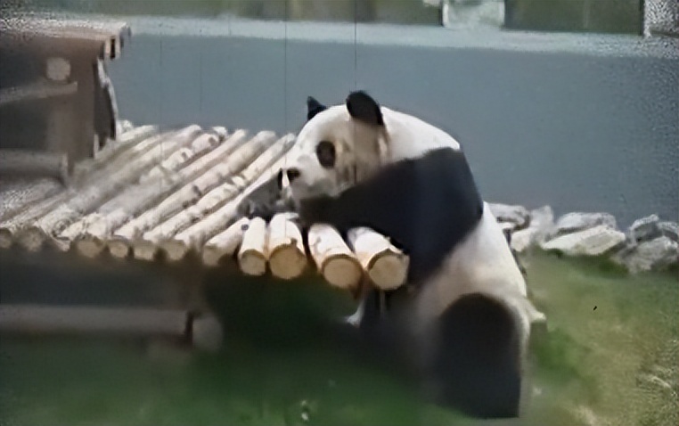 熊猫母女分开几年再次相见,熊猫母子分开后再次相见