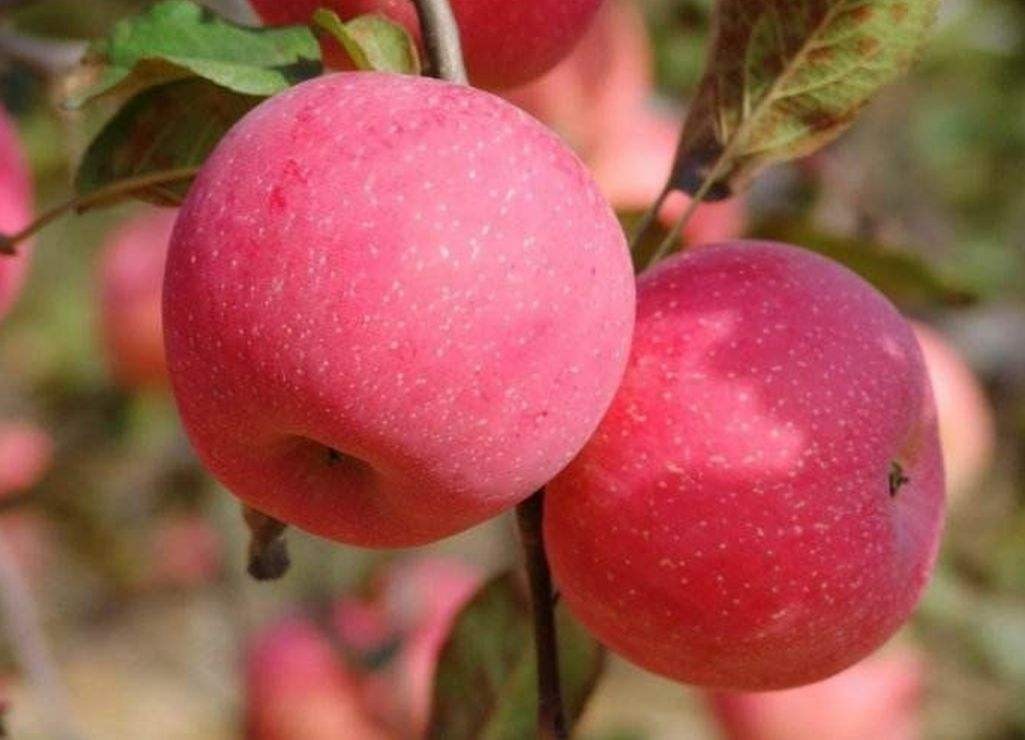 全国最好吃的苹果品种,全国哪的苹果最好吃