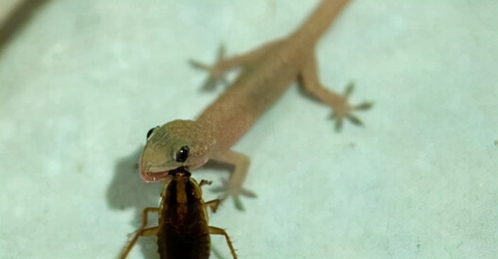 家里进壁虎了要不要把它打下来,家里进了壁虎怎么驱赶