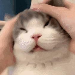 猫怎么养新手养猫需注意问题,猫怎么养新手养猫需注意4大问题