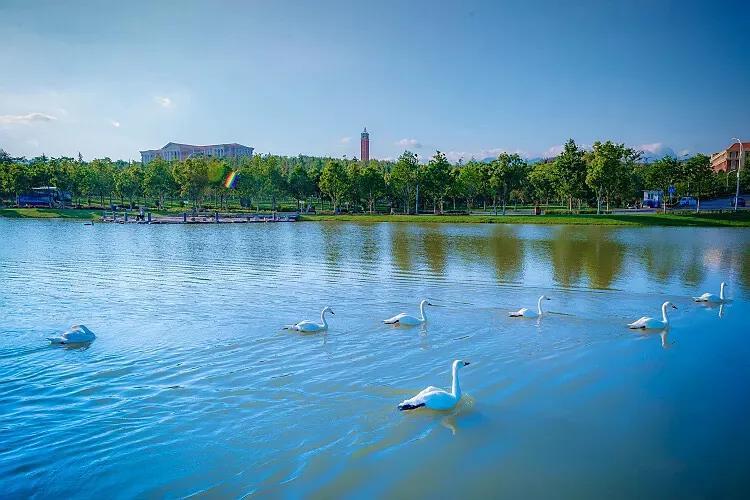 云南大学录取分数线降了吗,云南大学软件工程专业录取分数