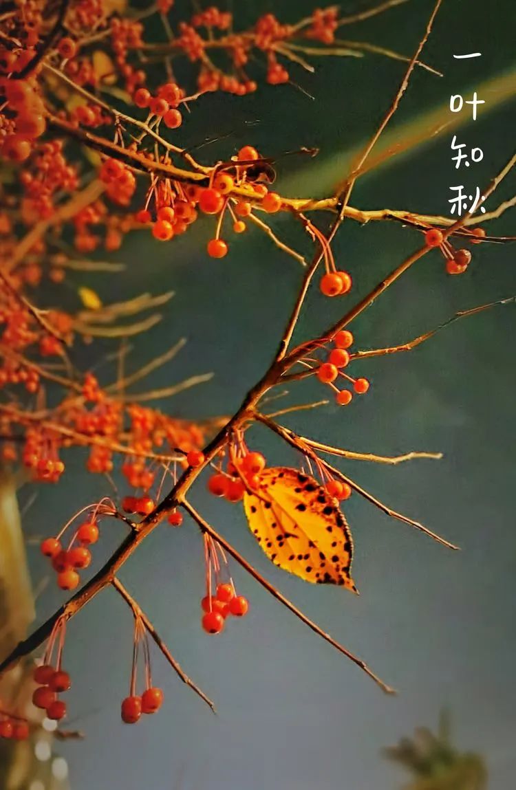 层林尽染的视频号,濮阳医专学历怎么样