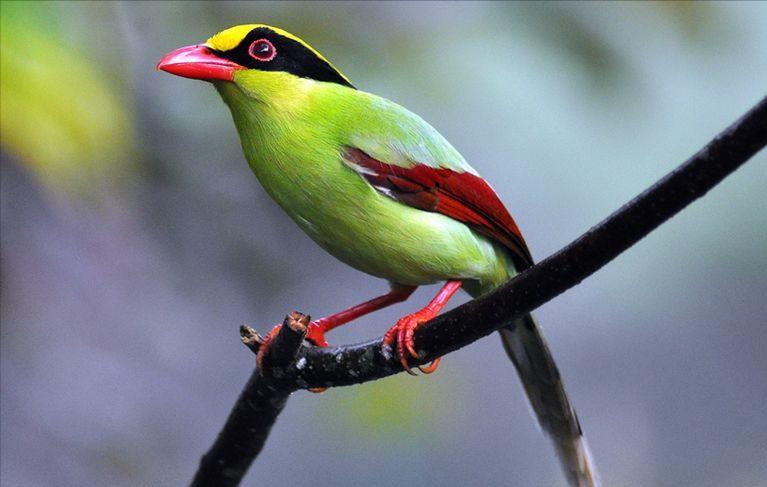 50张最佳鸟类摄影作品,鸟儿大全大图