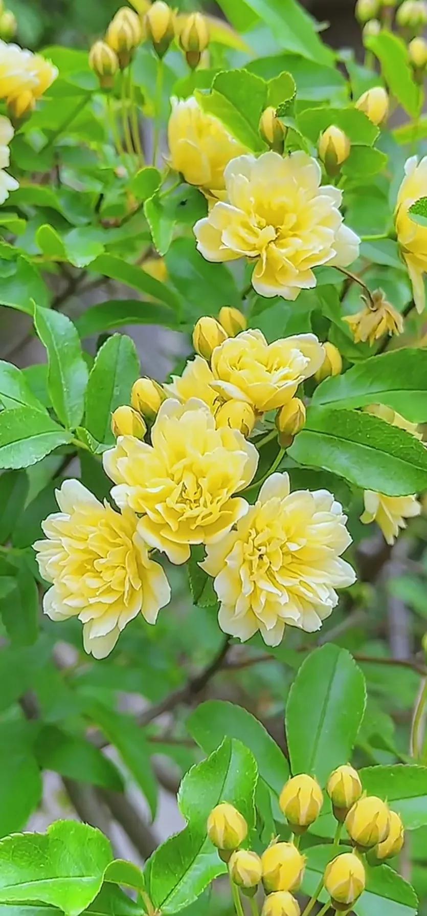 黄木香花的图片大全欣赏,怡人木香花图片欣赏