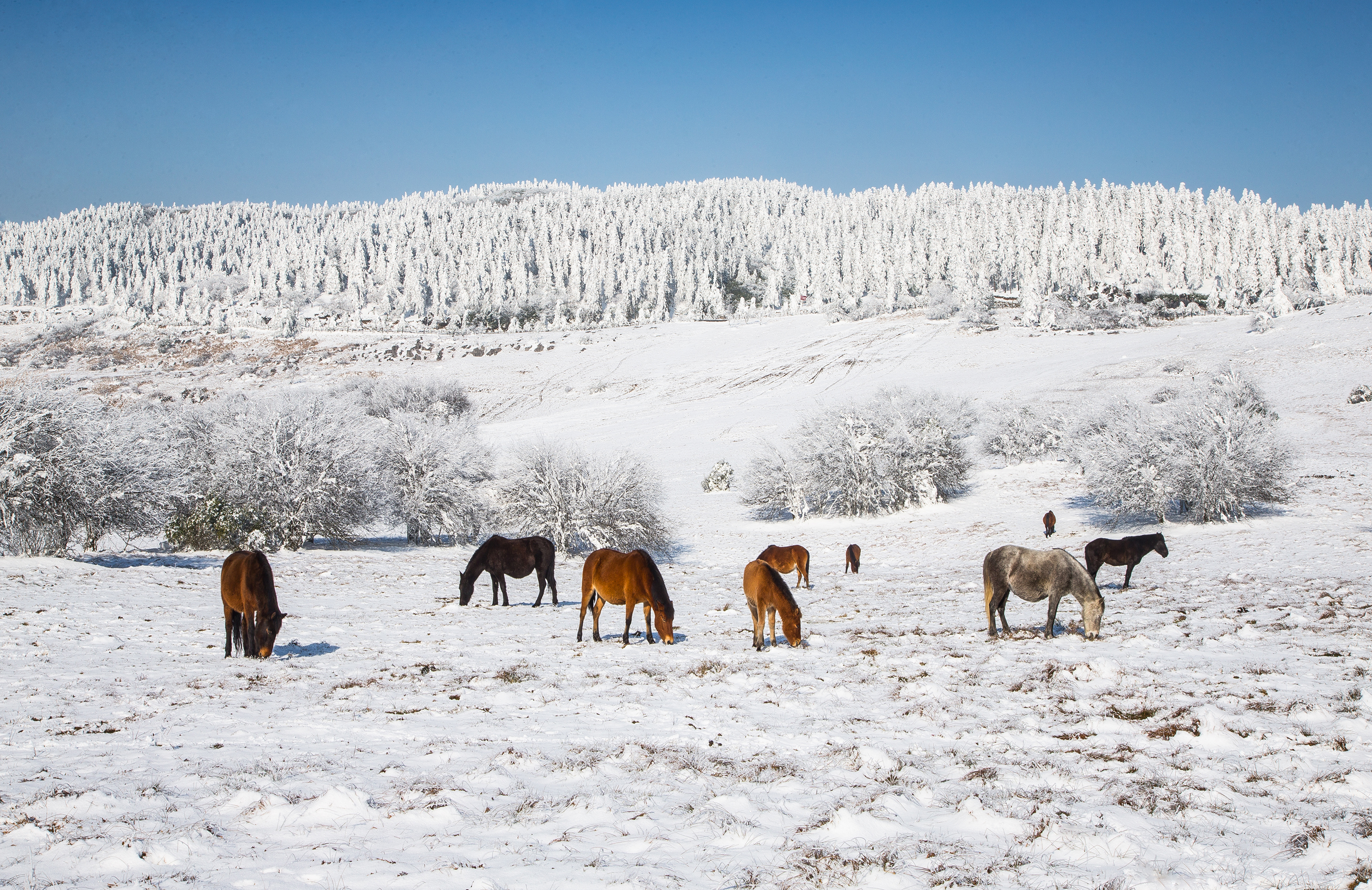 金佛山仙女山南天湖哪个玩雪更好,最近金佛山下雪了吗