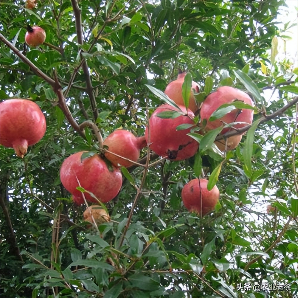 石榴树的种植方法和技术,石榴树的种植方式和技巧