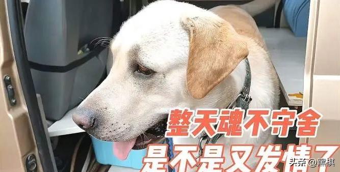 不同狗狗发情期的表现不一样，快来看看你家狗狗即将发情的样子。