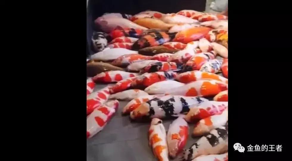 金鱼鱼病症状身体溃烂,金鱼鱼病的治疗与防治