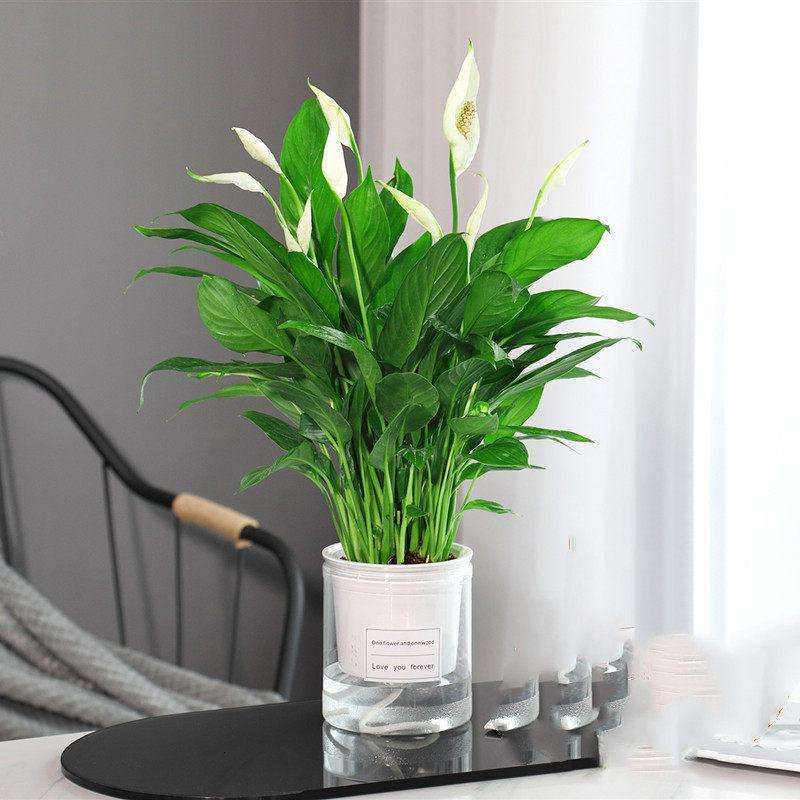 家里甲醛超标植物会怎样,家里吸甲醛最好的植物