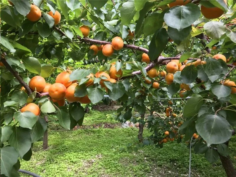 汶川是哪天呢,汶川大地震的威力到底有多强大呢