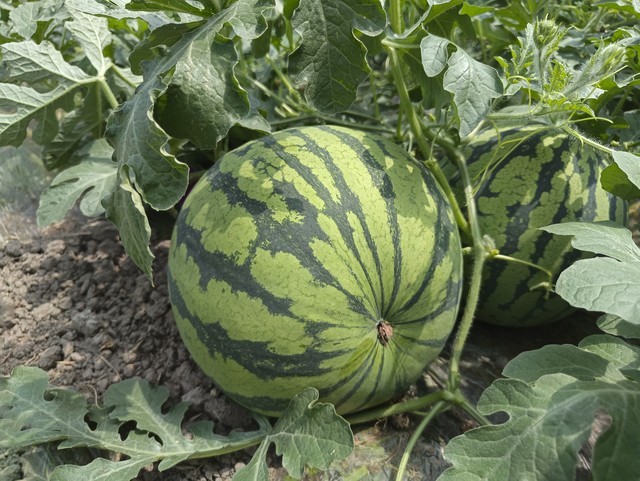 眼看西瓜要亏本，瓜农心生一计让附近村民们成为盗瓜贼为亏损买单