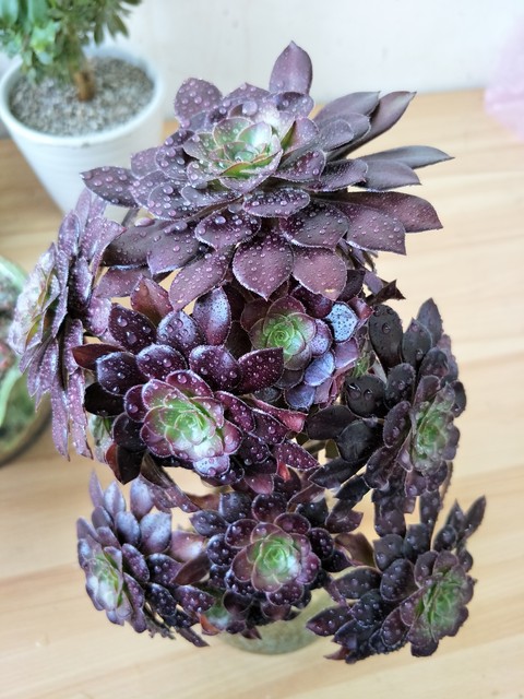 黑法师为什么不黑,黑法师为什么不长了