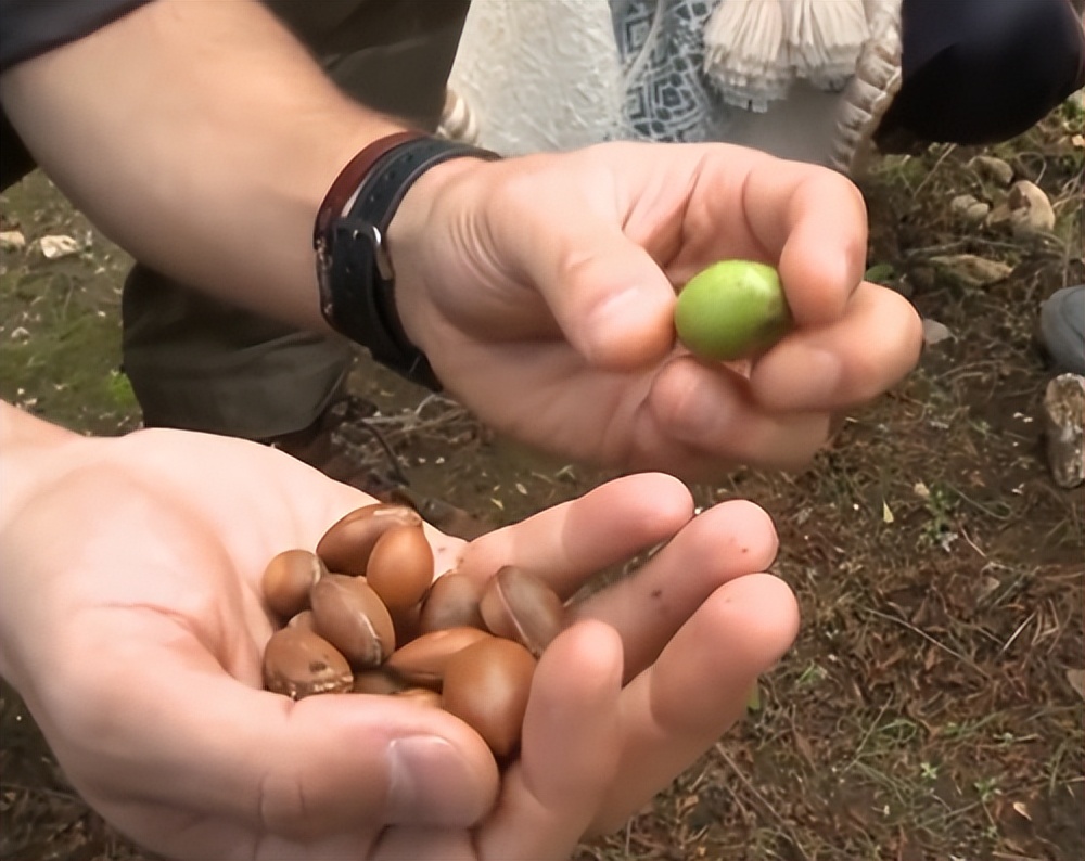 摩洛哥踢球干净吗,摩洛哥的羊为什么上树