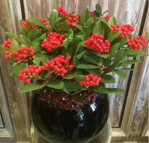 花开富贵花卉图片大全,金玉满堂花图片