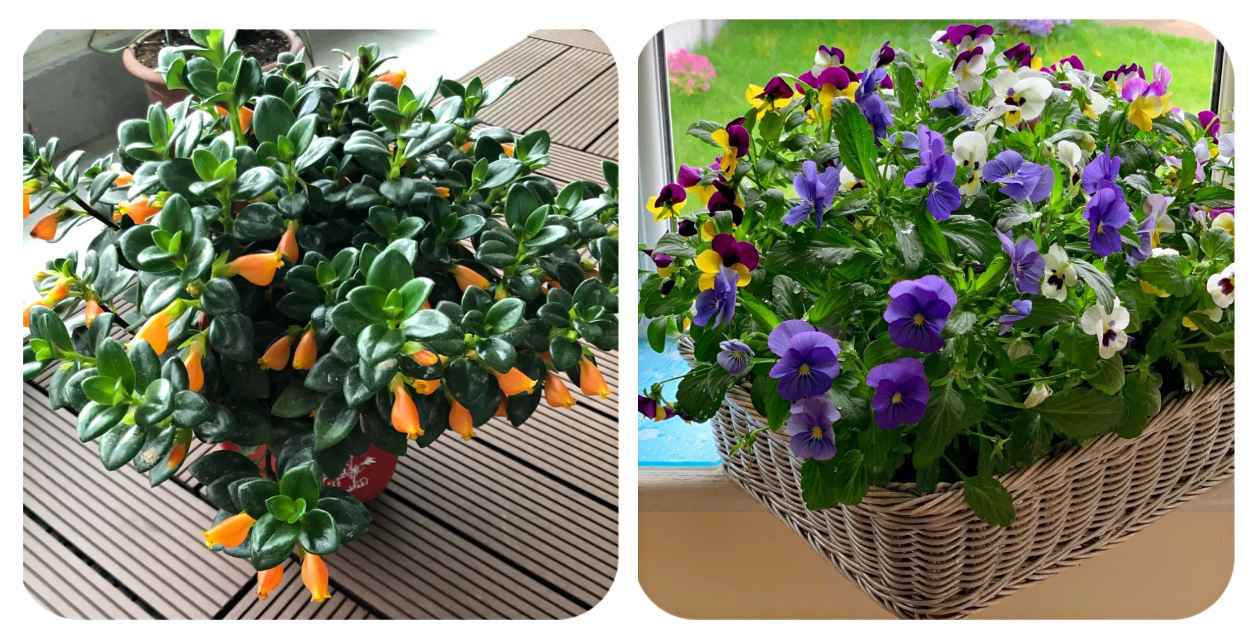 100种花能养在阳台上，50种开花的，40种绿植，10种蔬果