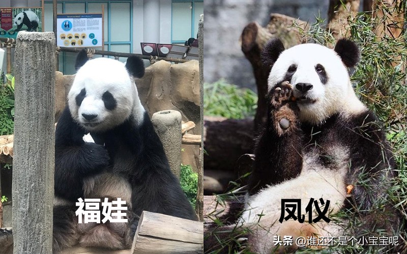 目前在国外的大熊猫有几只,大熊猫国外租借了多少只