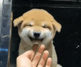 摸狗下巴笑得呲牙的狗狗,抚摸狗狗脑袋它是怎么想的