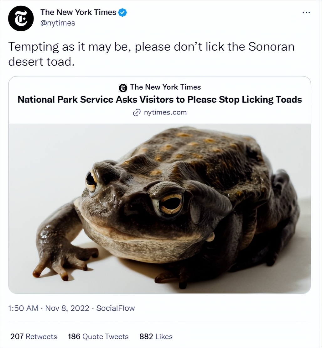 澳洲大量狗舔蟾蜍上瘾,美国人为什么喜欢舔蟾蜍