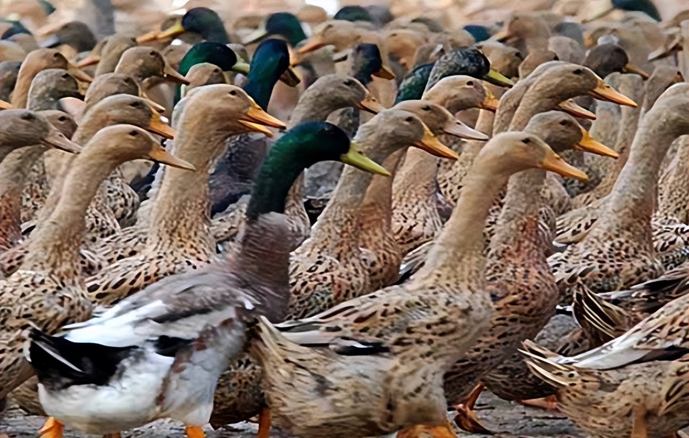 蛋鸭过料可以用山楂吗,蛋鸭过料是什么原因