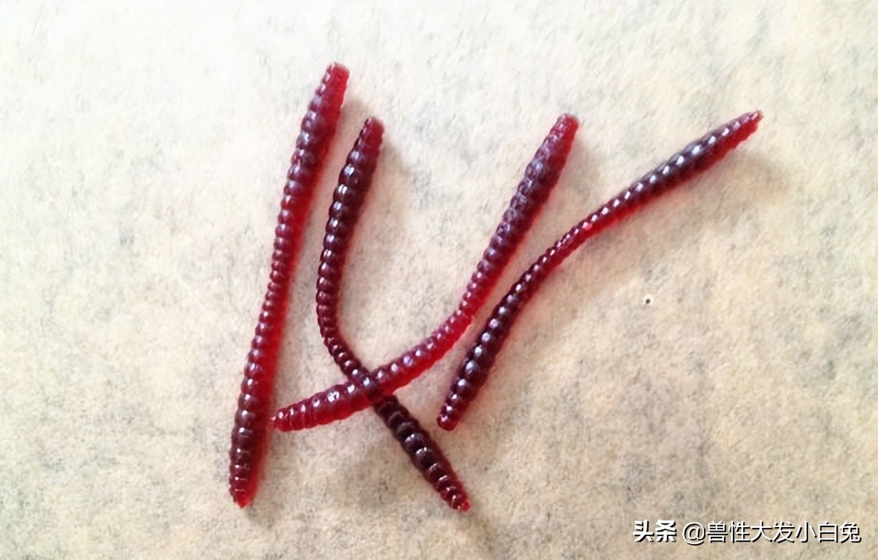 路亚鱼饵的介绍,路亚饵的全方面介绍