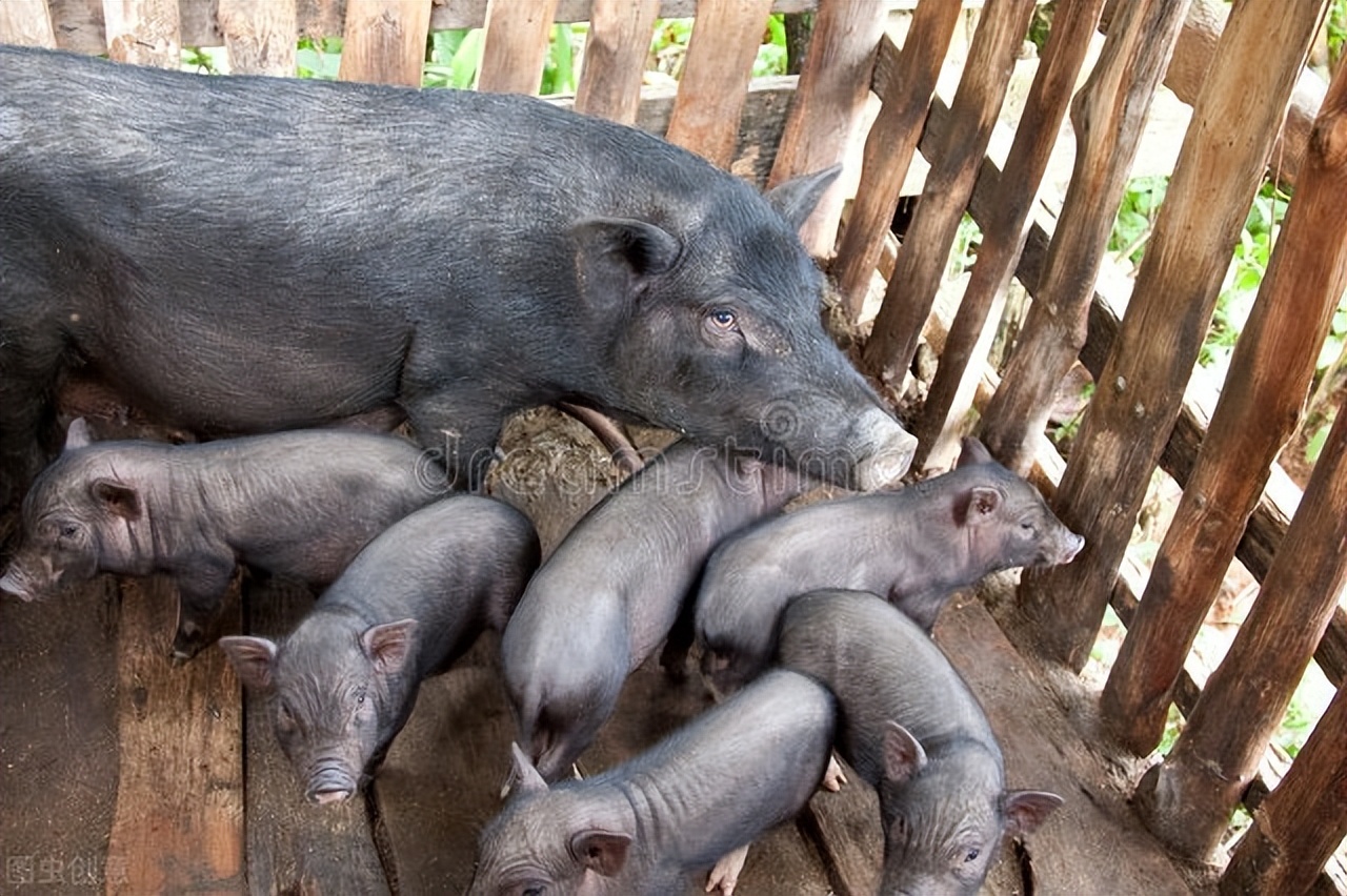 母猪奶水少什么方法快速下奶,母猪奶水不足怎么快速下奶