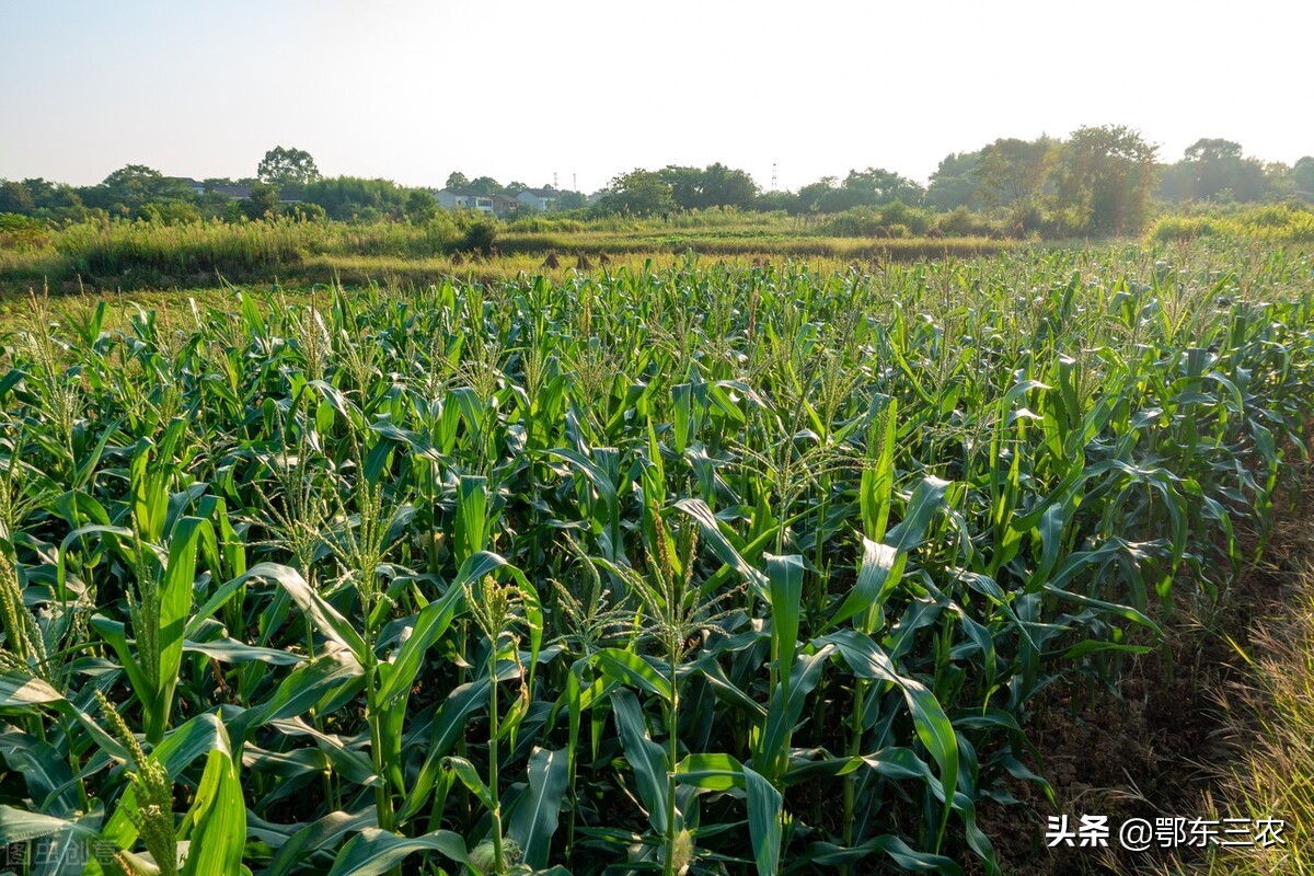 玉米播种重了怎么解决,玉米的播种密度该怎么播种比较好