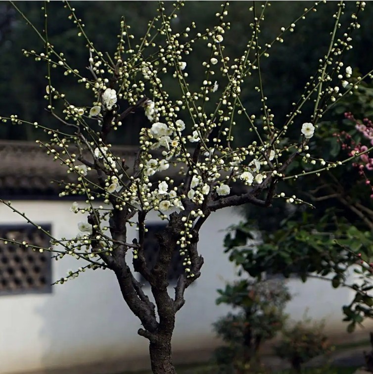 绿梅赞——说梅花极品“萼绿华”