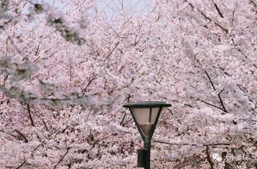 超级美的樱花美景全景,浪漫樱花海美景图