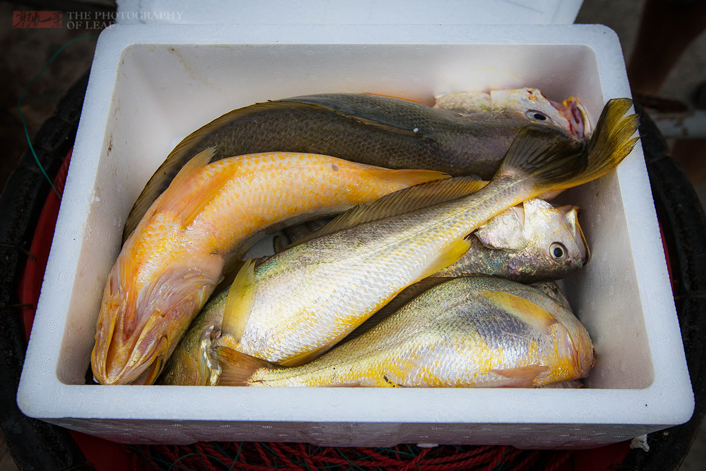 捕获野生大黄鱼2.8公斤,渔民无意捕获野生大黄鱼