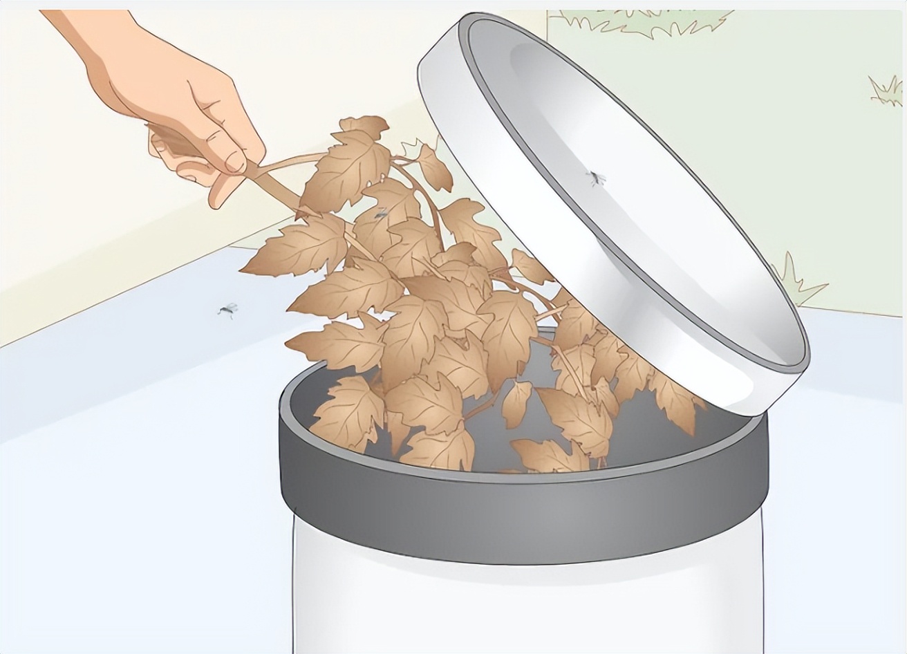 怎么消除厨房的小蚊子,怎么去除厨房异味和蚊虫