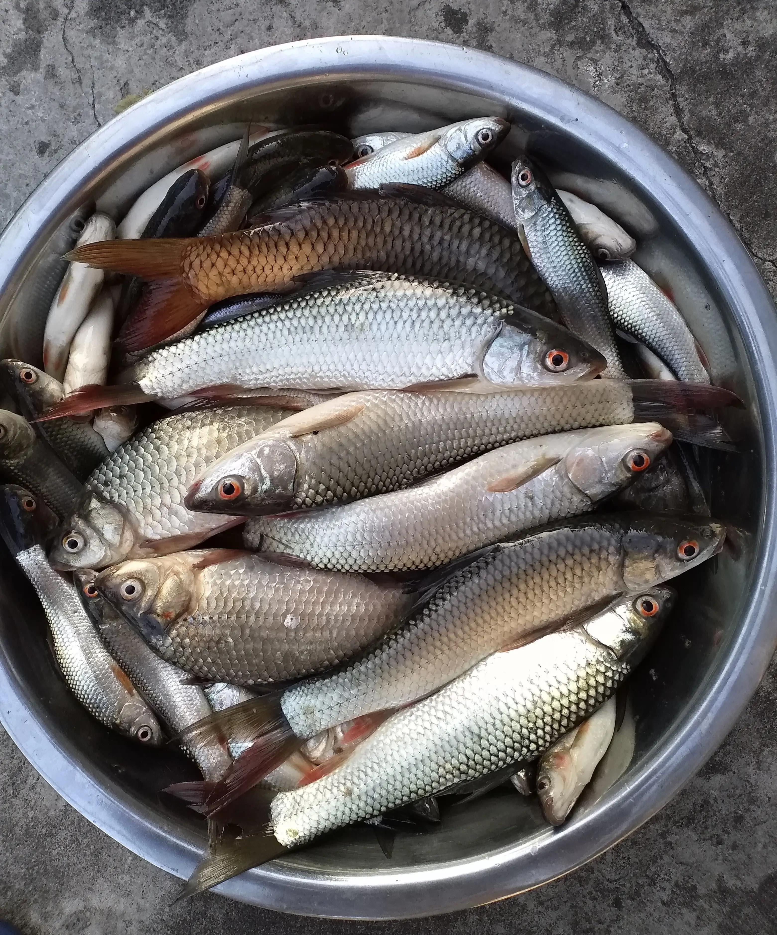 钓鱼经验视频大全,钓鱼经验全集完整版