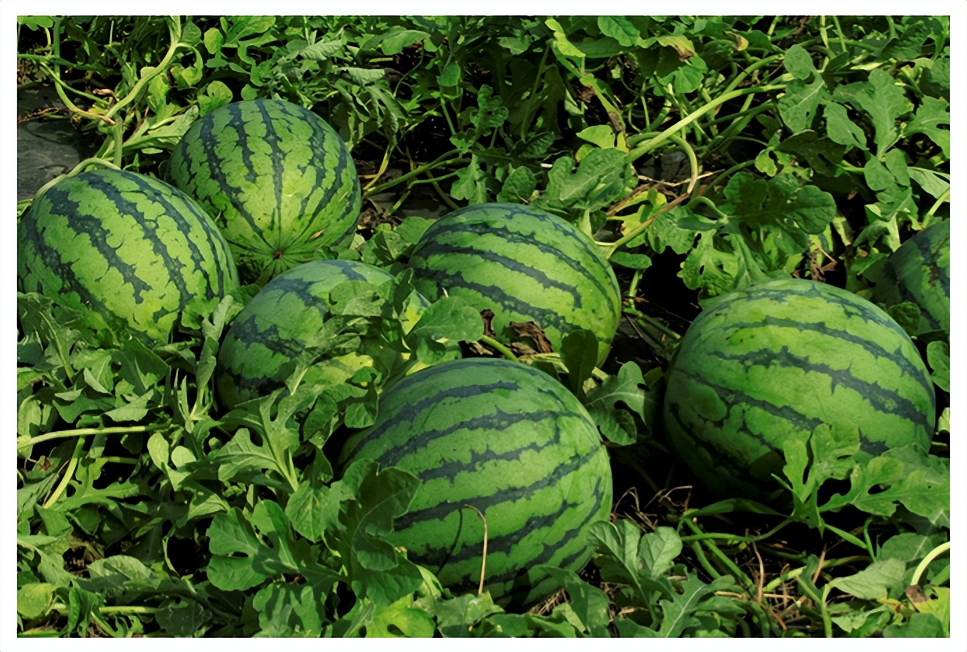 送货上门水果如何做营销,超市怎样提高水果销量