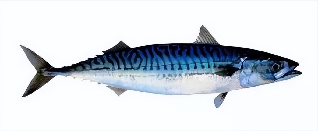 鲭鱼是发物吗能吃吗,鲭鱼有什么危害