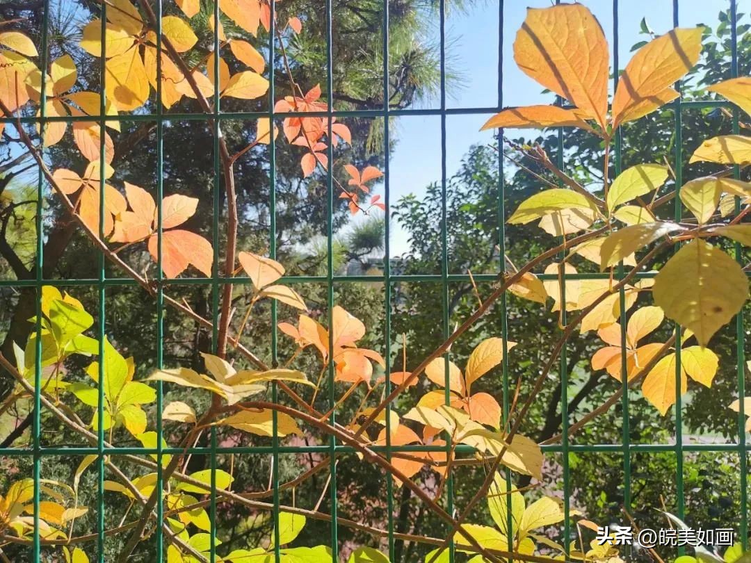 安徽大学好看的风景,高校最美秋景