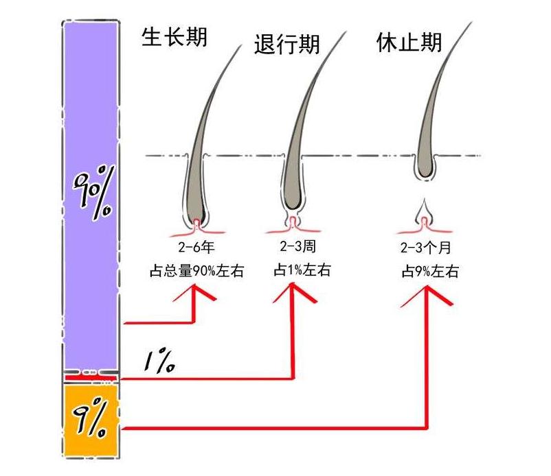 脱发严重教你一招,脱发严重的烦恼怎么解决