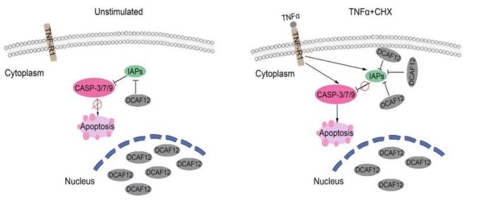 复旦团队发表研究成果,复旦大学最新科研消息
