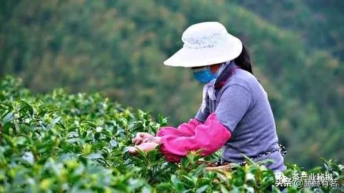 女人最爱喝老白茶又叫养颜茶,女人喝白茶好不好