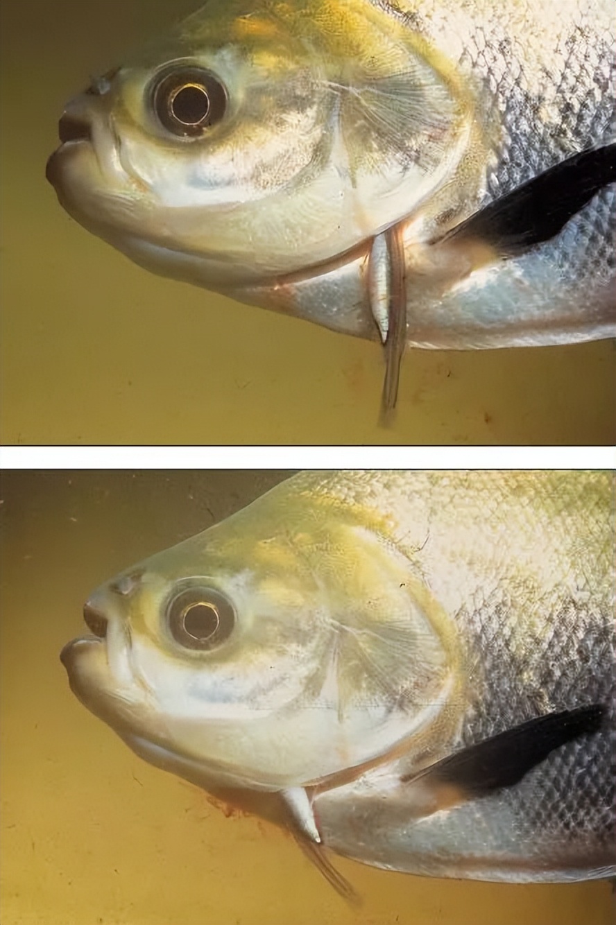 小到钻丁丁，大到吞活人，这片贝爷看了都怕