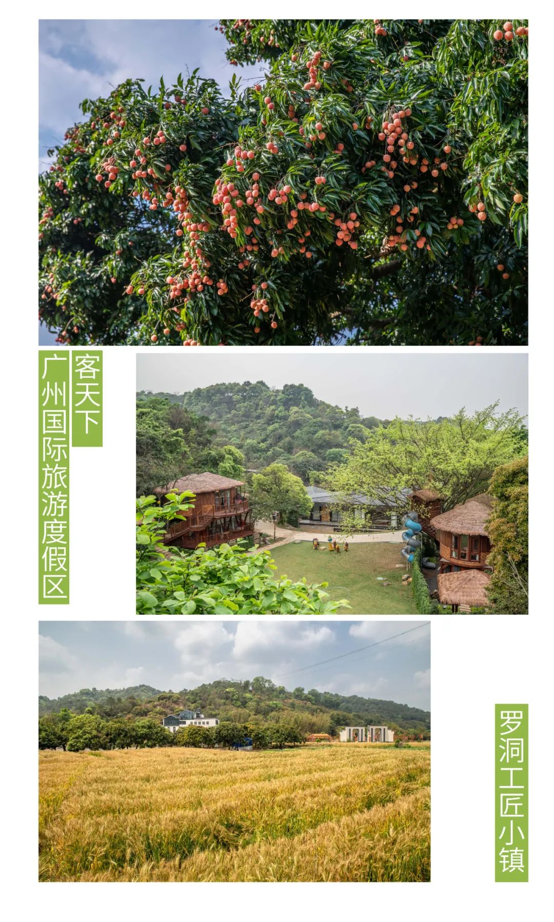 广州从化荔枝节,从化荔枝节什么时候开始举行