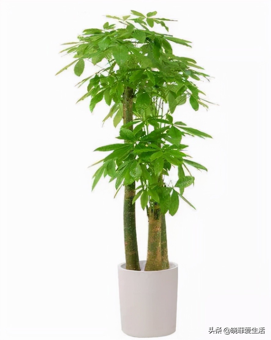 客厅养什么大型绿植最好看又好养,家里养什么绿植最好养又招财客厅